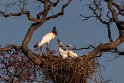 097 Noord Pantanal, jabiru nest